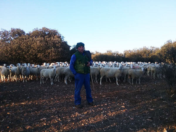 Amado Lizarra con su rebaño de ovejas en Bello (Teruel)